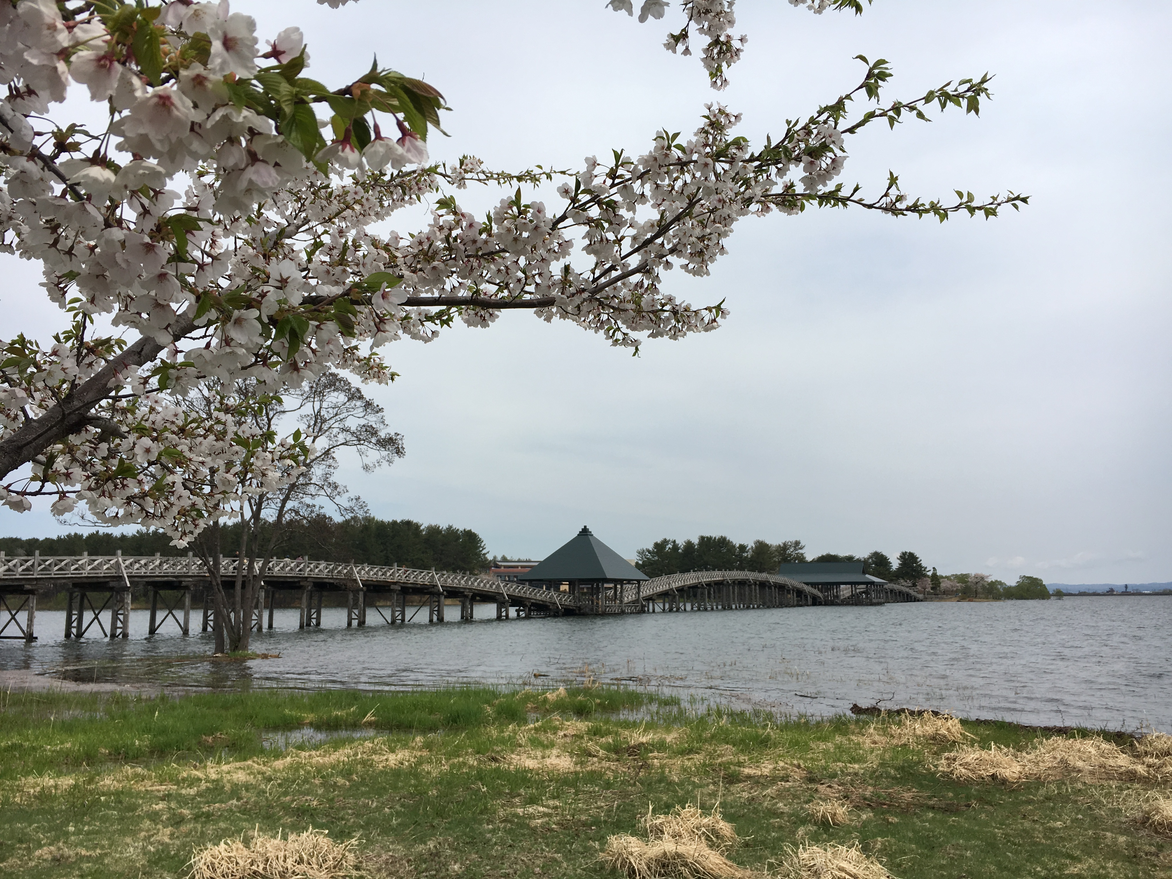 弘前の桜＆鶴の舞橋、夫婦で観光